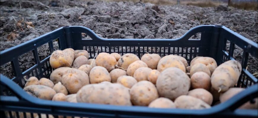 Не картопля, а золота жила: збираємо по 500 кг з 1 сотки – бульби великі, смачні, лежкість 10 з 10 Не картопля, а золота жила: збираємо по 500 кг з 1 сотки – бульби великі, смачні, лежкість 10 з 10