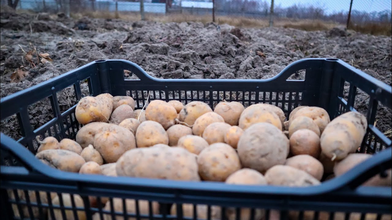 Аграрії розповіли, коли саджати картоплю в 2026 році
