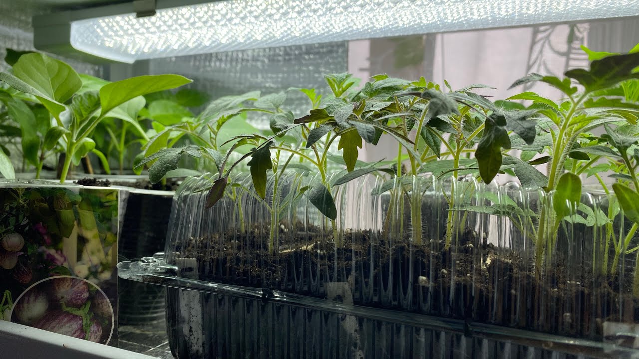 Агрономи розповіли, що потрібно зробити з розсадою вже зараз. Фото: Youtube канал Моє подвір'я