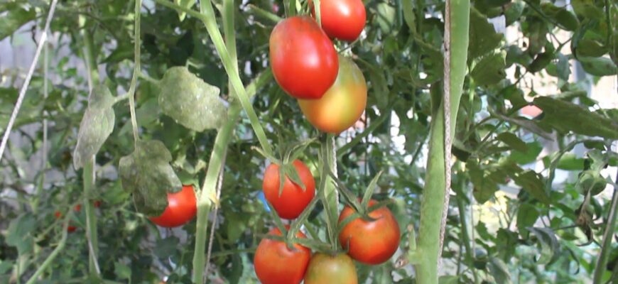 До 30 кг з куща, плодоносять у холод і спеку майже до грудня: обираю ці 3 сорти томатів До 30 кг з куща, плодоносять у холод і спеку майже до грудня: обираю ці 3 сорти томатів