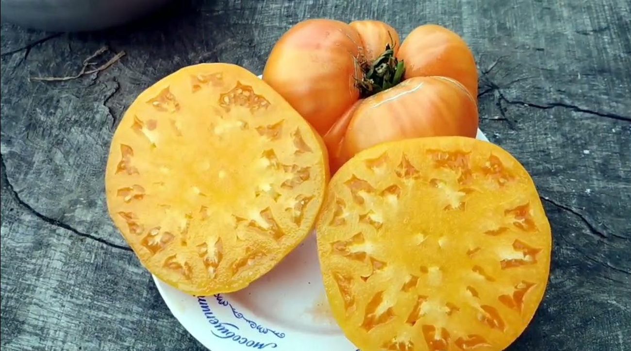 Агрономи назвали сорт томатів, який завʼязує велику кількість плодів у затінку Агрономи назвали сорт томатів, який завʼязує велику кількість плодів у затінку