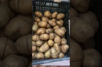 Валяю картоплю в 2 продуктах перед посадкою — бульби і більші, і рівніші, і смачніші