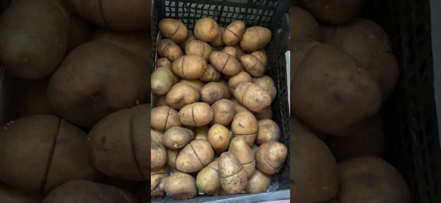 Валяю картоплю в 2 продуктах перед посадкою — бульби і більші, і рівніші, і смачніші Валяю картоплю в 2 продуктах перед посадкою — бульби і більші, і рівніші, і смачніші