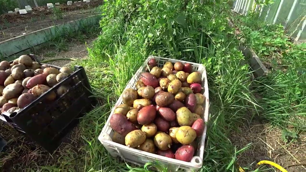 Експерти розповіли, чим обробити картоплю перед посадкою Експерти розповіли, чим обробити картоплю перед посадкою