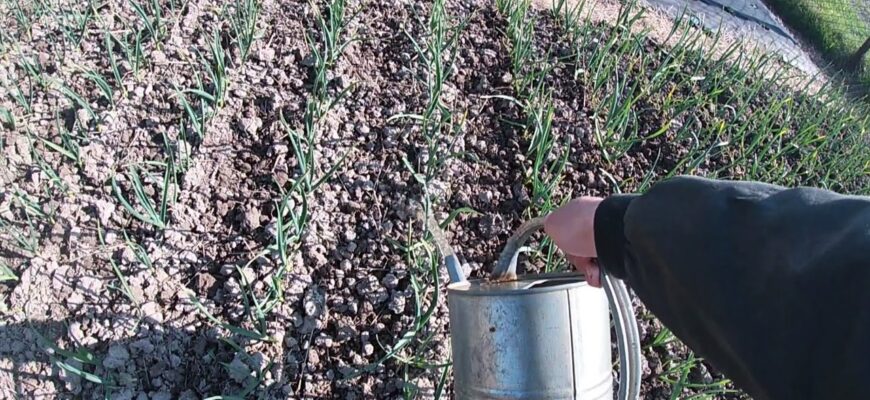Перше весняне підживлення часнику: головки виростуть гігантськими Перше весняне підживлення часнику: головки виростуть гігантськими