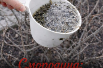 Перша підгодівля смородини у цьому році. Яке саме добриво потрібно внести для гарного врожаю.
