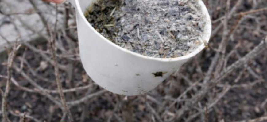 Перша підгодівля смородини у цьому році. Яке саме добриво потрібно внести для гарного врожаю. Перша підгодівля смородини у цьому році. Яке саме добриво потрібно внести для гарного врожаю.