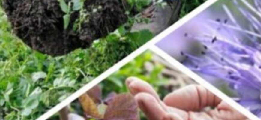 Не купую дорогі розпушувачі ґрунту: 1 доступний сидерат робить землю пухкою вже за місяць Не купую дорогі розпушувачі ґрунту: 1 доступний сидерат робить землю пухкою вже за місяць