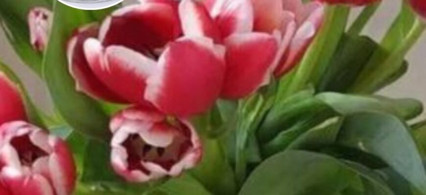 Тюльпани у вазі стоять понад 10 днів і не обсипаються: кидаю у воду 1 таблетку з домашньої аптечки Тюльпани у вазі стоять понад 10 днів і не обсипаються: кидаю у воду 1 таблетку з домашньої аптечки
