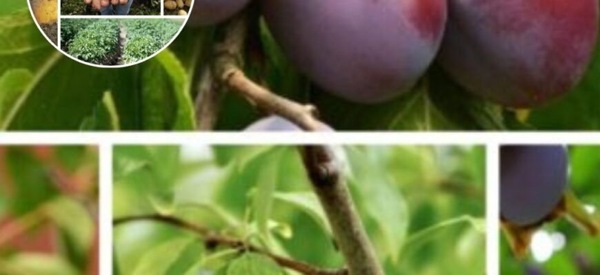 Потужніше золи, компосту і дріжджів: підживлюю землю просто вже у березні 2026 Потужніше золи, компосту і дріжджів: підживлюю землю просто вже у березні 2026