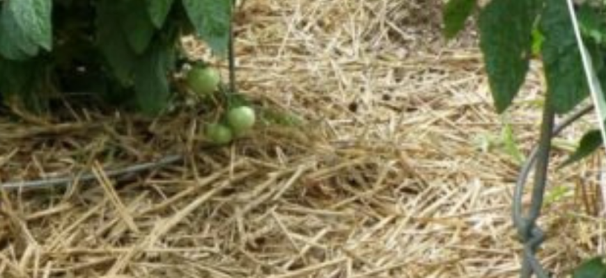Солома більше не головна: посадила 2 рослини, що стали “живою мульчею” – овочам про таку можна тільки мріяти Солома більше не головна: посадила 2 рослини, що стали “живою мульчею” – овочам про таку можна тільки мріяти