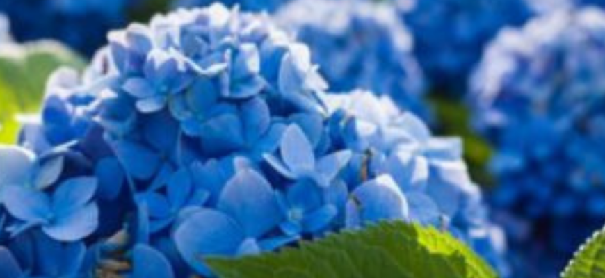 Моя гортензія квітне з березня місяця: знаю дієвий прискорювач, що не залишає їй шансів Моя гортензія квітне з березня місяця: знаю дієвий прискорювач, що не залишає їй шансів