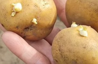 Сусід-агроном підказав: кладу жменю цибулиння в лунку під картоплю – і це не від шкідників