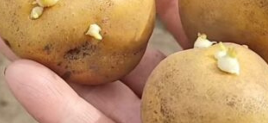 Сусід-агроном підказав: кладу жменю цибулиння в лунку під картоплю – і це не від шкідників Сусід-агроном підказав: кладу жменю цибулиння в лунку під картоплю – і це не від шкідників