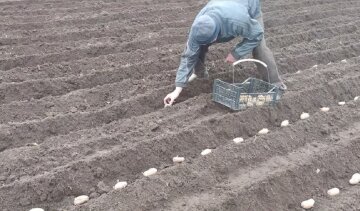 Експерти порадили коли найкраще садити картоплю, щоб вродила Експерти порадили коли найкраще садити картоплю, щоб вродила