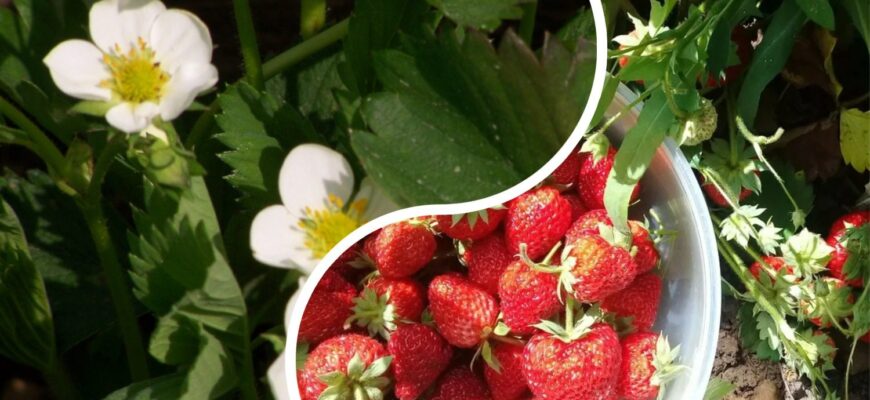 Я знаю, чим підгодувати полуницю, бо вона прокидається за розкладом: 4 етапи, і перший вже “стукає у двері” Я знаю, чим підгодувати полуницю, бо вона прокидається за розкладом: 4 етапи, і перший вже “стукає у двері”