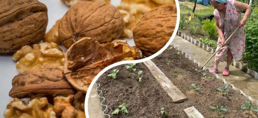 Я викидала горіхове лушпиння, поки не зрозуміла, що це – чисте золото для городу: чим вона корисна