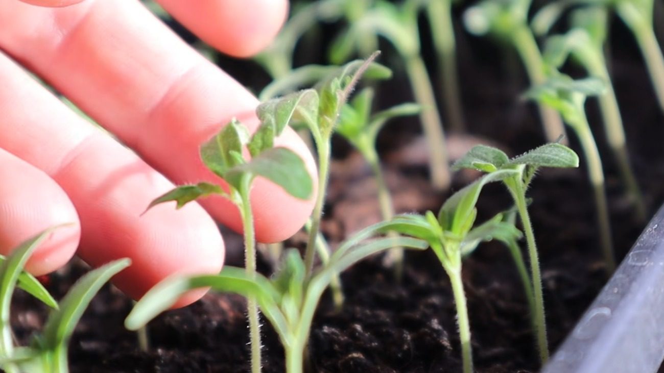 Які помилки роблять навіть досвідчені городники під час посадки томатів навесні