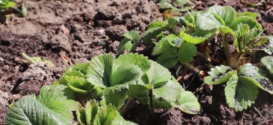 Зробіть з полуницею навесні 2026 це: щоб ягід було як грибів після дощу – 3 простих дії Зробіть з полуницею навесні 2026 це: щоб ягід було як грибів після дощу – 3 простих дії