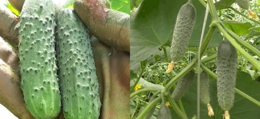 З року в рік сію навесні лише їх: 3 сорти високоврожайних огірків, які родять відрами З року в рік сію навесні лише їх: 3 сорти високоврожайних огірків, які родять відрами