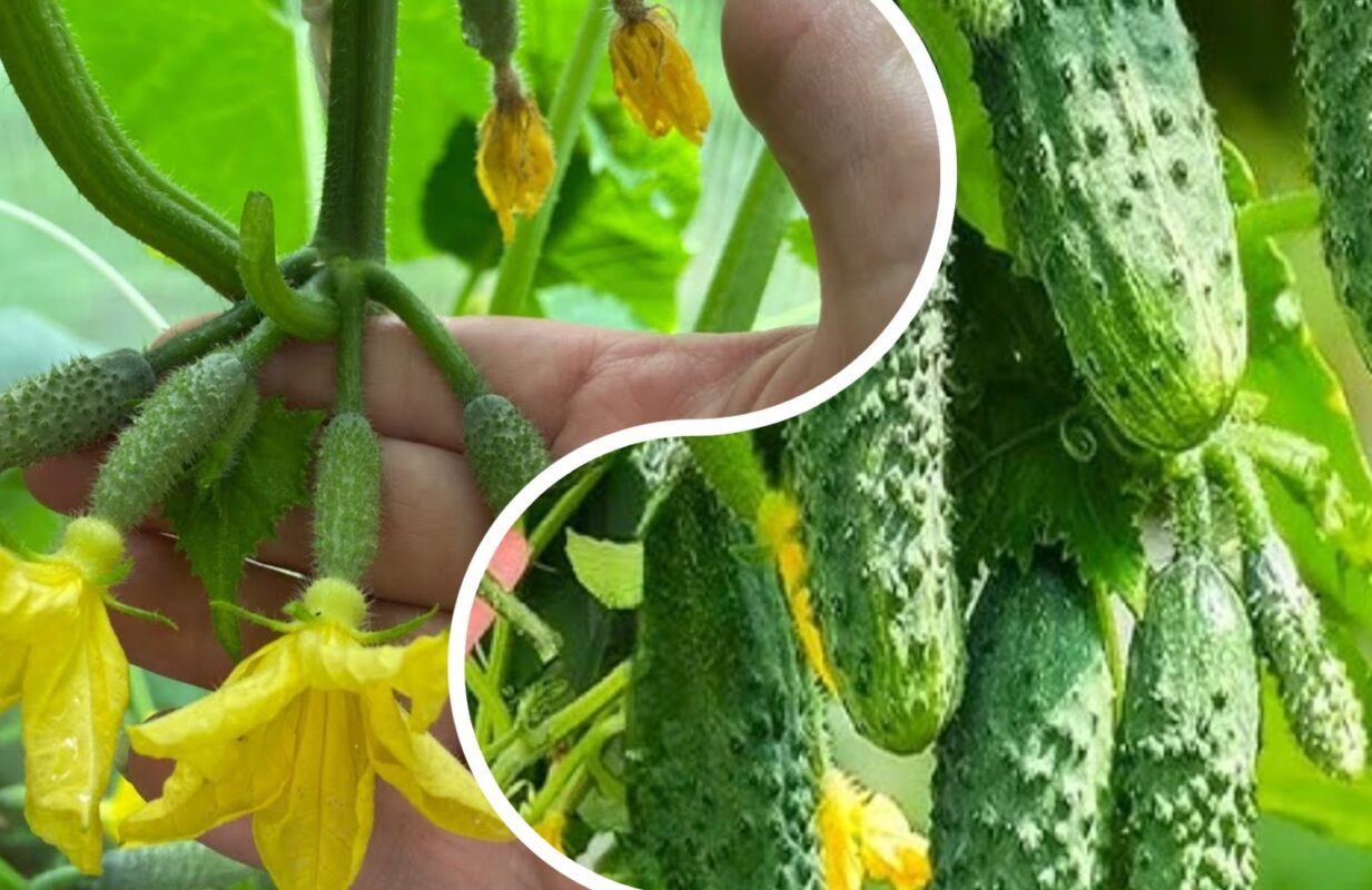 Агрономи назвали 3 сорти огірків з найкращим смаком і високою врожайністю