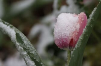 До України суне пік холоднечі: які регіони накриють найсильніші морози та сніг