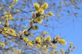 Народні прикмети на 19 березня. Що треба зробити у день Дарини Брудної, щоб зберегти любов і вірність у родині