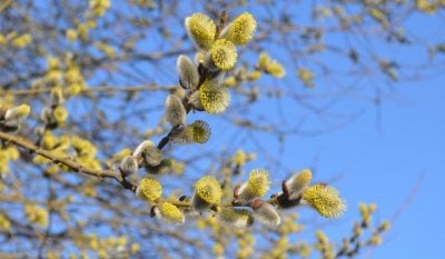 Народні прикмети на 19 березня. Що треба зробити у день Дарини Брудної, щоб зберегти любов і вірність у родині