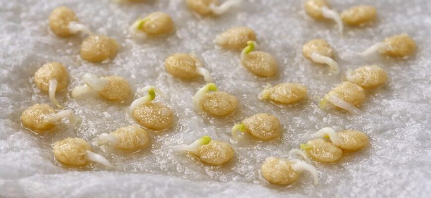 На замочування насіння не витрачаю жодної копійки: просто складаю на вологу серветку на 24 години