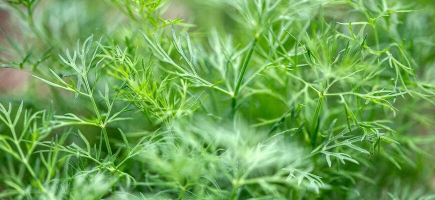 Навіщо досвідчені городники розсипають насіння кропу по всьому городу: яка його користь Навіщо досвідчені городники розсипають насіння кропу по всьому городу: яка його користь