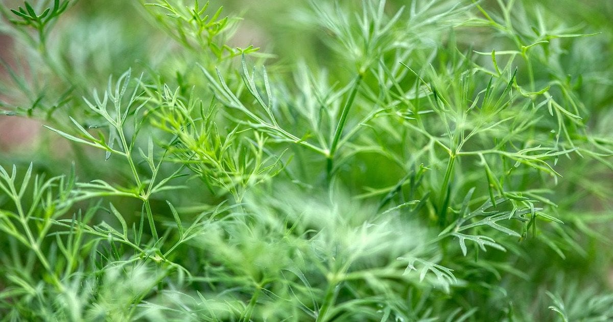 Навіщо розкидати насіння кропу на городі Навіщо розкидати насіння кропу на городі