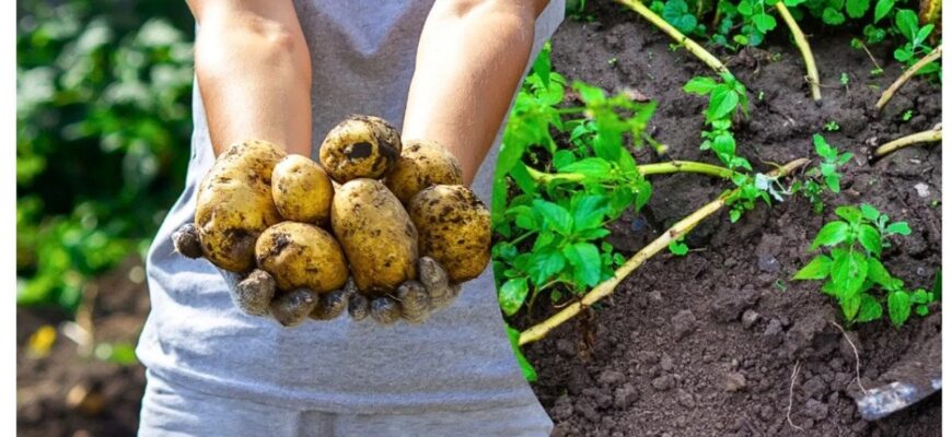 Найкращі ранні сорти картоплі, які дозрівають у червні: що варто посадити цієї весни Найкращі ранні сорти картоплі, які дозрівають у червні: що варто посадити цієї весни