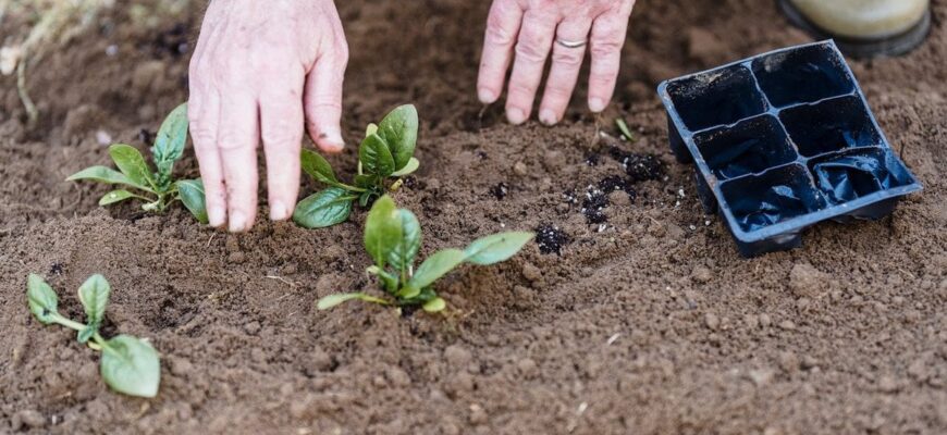Не прогавте момент: ці культури можна садити на городі до Благовіщення, і вони виживуть навіть у ранню весну Не прогавте момент: ці культури можна садити на городі до Благовіщення, і вони виживуть навіть у ранню весну