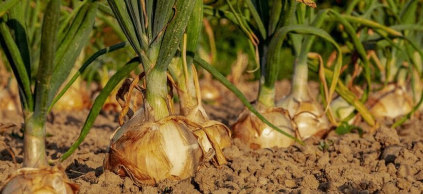 З покоління в покоління посипаємо грядку ось цим – цибуля виростає з кулак, і перо товсте З покоління в покоління посипаємо грядку ось цим – цибуля виростає з кулак, і перо товсте