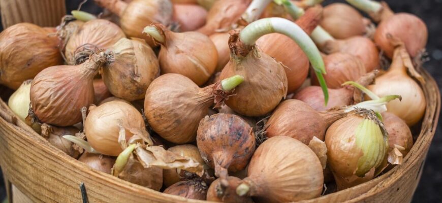 2 умови, які приведуть вас до шаленого врожаю: що зробити з цибулею під час вирощування 2 умови, які приведуть вас до шаленого врожаю: що зробити з цибулею під час вирощування