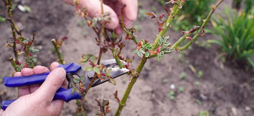 Як доглядати за трояндами навесні, щоб вони цвіли до осені Як доглядати за трояндами навесні, щоб вони цвіли до осені