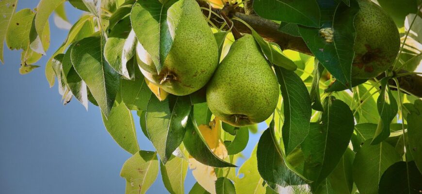 Обрізаю грушу правильно і тільки у березні: а в сезон отримую великі та соковиті плоди Обрізаю грушу правильно і тільки у березні: а в сезон отримую великі та соковиті плоди