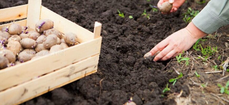 Перед садінням обробіть картоплю домашнім розчином — і зберете утричі більший урожай великих бульб Перед садінням обробіть картоплю домашнім розчином — і зберете утричі більший урожай великих бульб