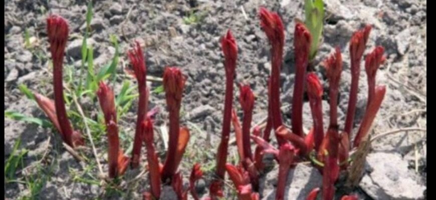 Перше весняне підживлення півонії — коли і як його правильно робити: не пропустіть момент Перше весняне підживлення півонії — коли і як його правильно робити: не пропустіть момент