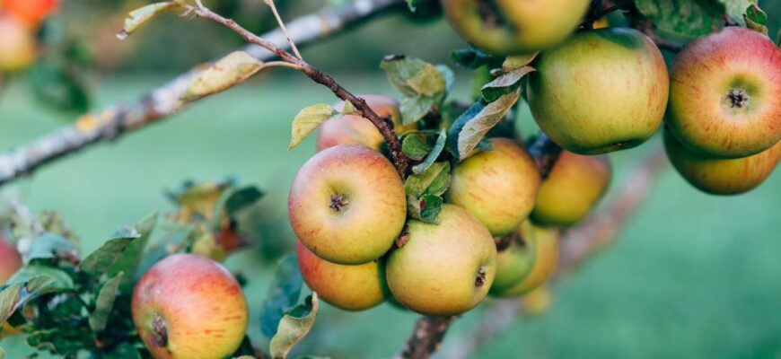 Я боялася щеплення дерев як іспиту, поки товариш-агроном не показав: вже через 1 місяць я милувалася мрією Я боялася щеплення дерев як іспиту, поки товариш-агроном не показав: вже через 1 місяць я милувалася мрією