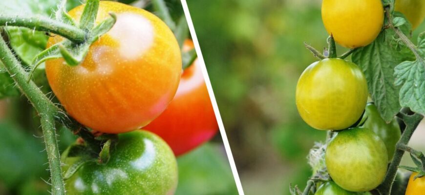 До 5 кг м’ясистих плодів з куща, і зав’язуються вони навіть у тіні: обираю цей 1 сорт помідора До 5 кг м’ясистих плодів з куща, і зав’язуються вони навіть у тіні: обираю цей 1 сорт помідора