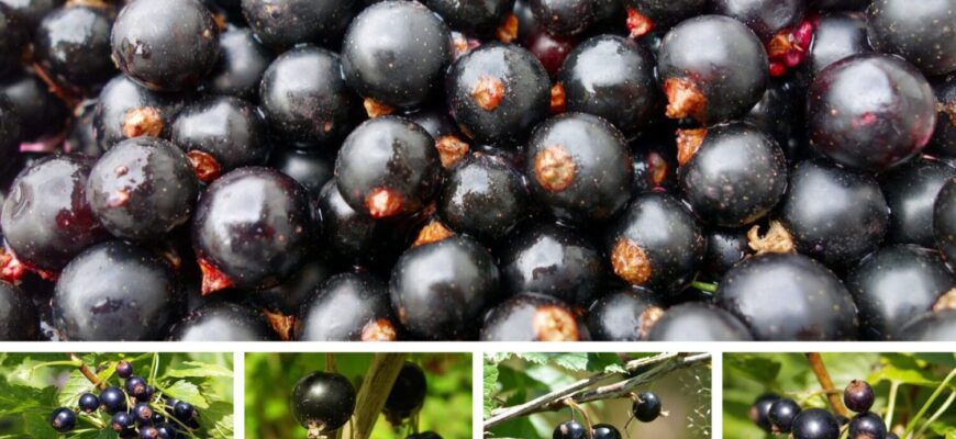 Для смородини – обов’язково: червона, чорна та біла – як обрізати, щоб збирати врожай відрами Для смородини – обов’язково: червона, чорна та біла – як обрізати, щоб збирати врожай відрами