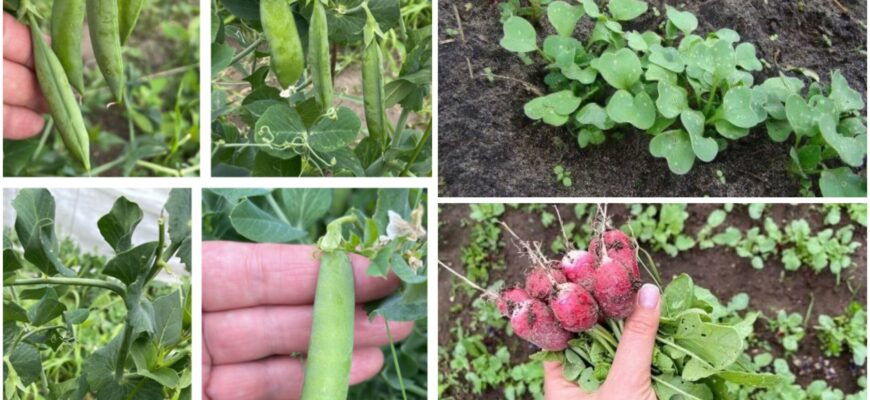 2 культури, які краще висадити у березні, і не чекати до квітня: врожай зберете рясно — і на 14 днів раніше 2 культури, які краще висадити у березні, і не чекати до квітня: врожай зберете рясно — і на 14 днів раніше