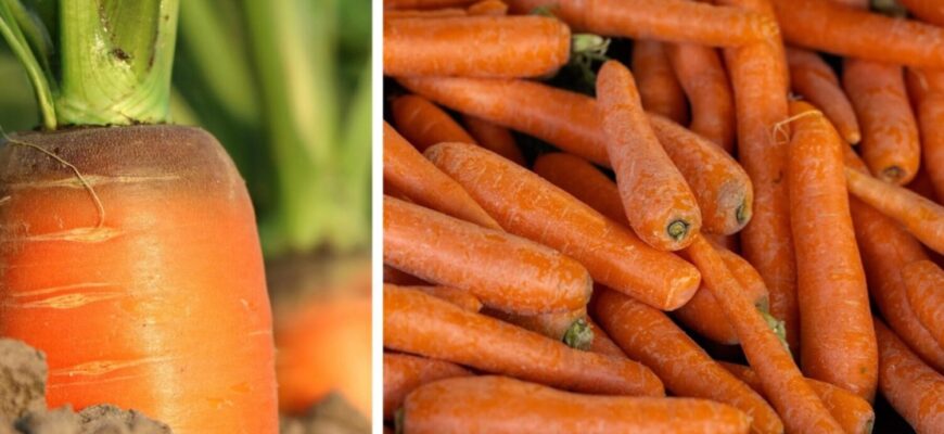 Збираю по 7 кг з метра, а морква – як мед: соковита, хрумка і без гіркуватості – улюблений сорт Збираю по 7 кг з метра, а морква – як мед: соковита, хрумка і без гіркуватості – улюблений сорт