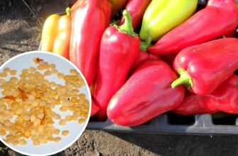 Сорт перців, про який мовчать продавці: поки у сусідів одні “доходяги”, мої плоди ледь не репалися від соку