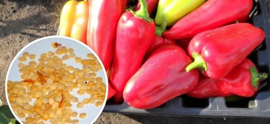 Сорт перців, про який мовчать продавці: поки у сусідів одні “доходяги”, мої плоди ледь не репалися від соку