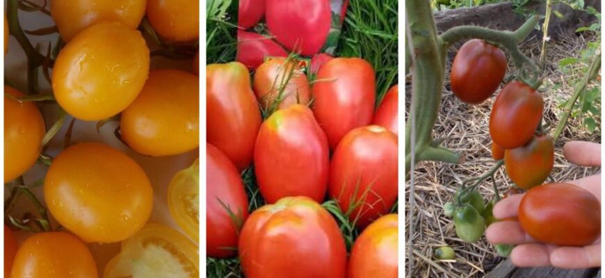 Сорт томатів, який ховають продавці. Сію, сіяла і сіятиму тільки його: збираю по 9 кг з одного куща Сорт томатів, який ховають продавці. Сію, сіяла і сіятиму тільки його: збираю по 9 кг з одного куща