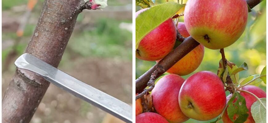 Роблю 1 “хірургічний” надріз на гілці яблуні, щоб вона родила кожен рік, а не через сезон: дідівський трюк Роблю 1 “хірургічний” надріз на гілці яблуні, щоб вона родила кожен рік, а не через сезон: дідівський трюк