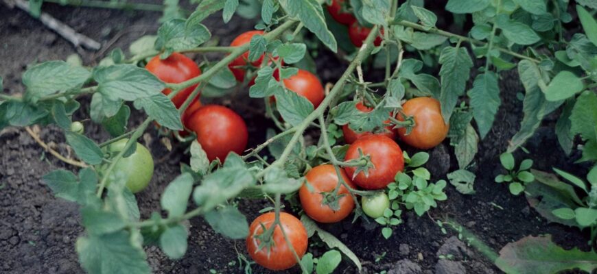 Ці 4 гібриди томатів висаджую вже п’ятий рік: ідеальні для соку та салатів – гілки аж тріщать від ваги Ці 4 гібриди томатів висаджую вже п’ятий рік: ідеальні для соку та салатів – гілки аж тріщать від ваги