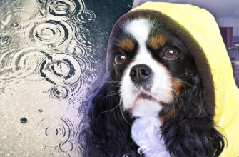 Погода готує сюрприз: синоптикиня попередила, чого чекати на початку весни